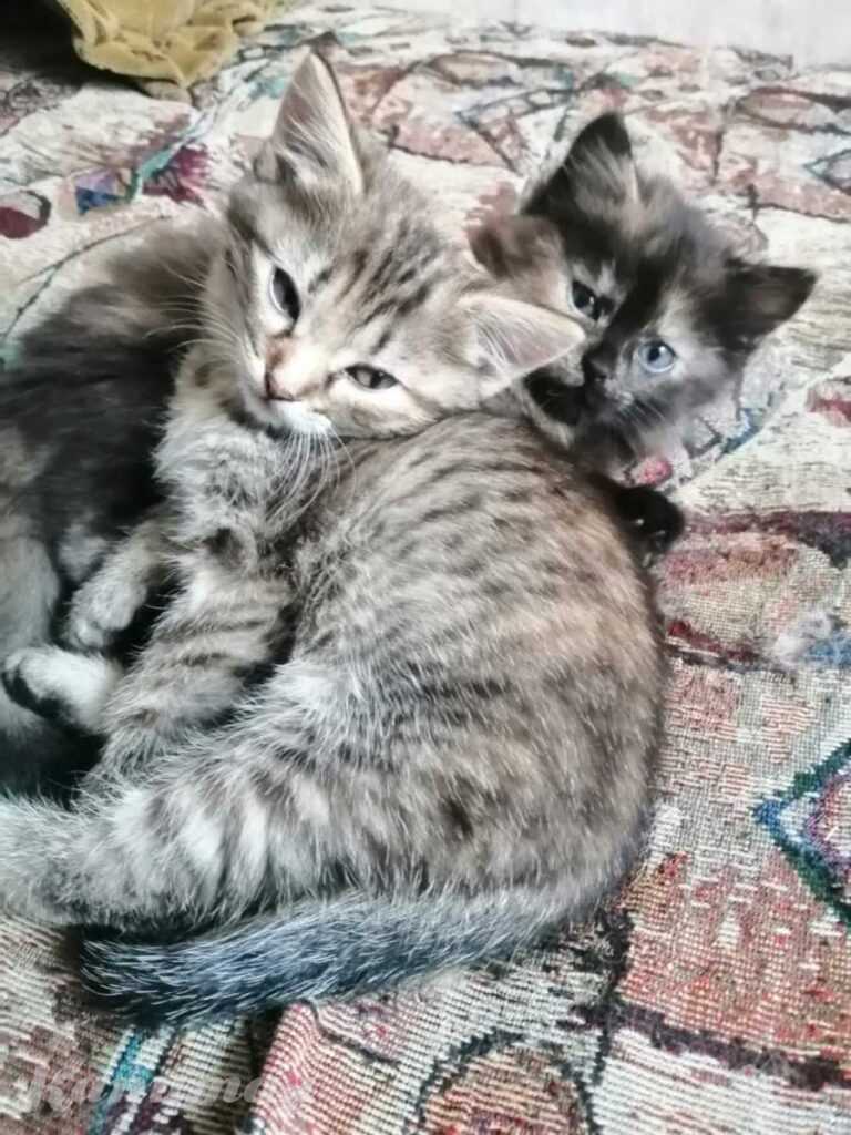 Котята от домашней кошки