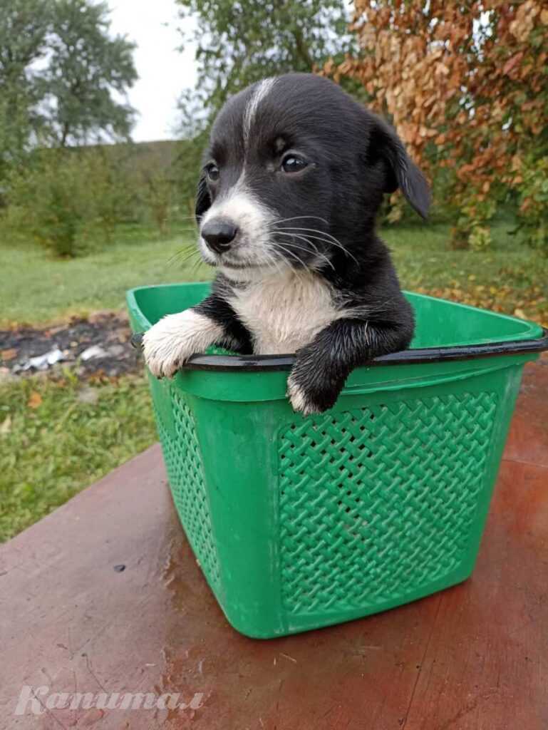 Щенки даром