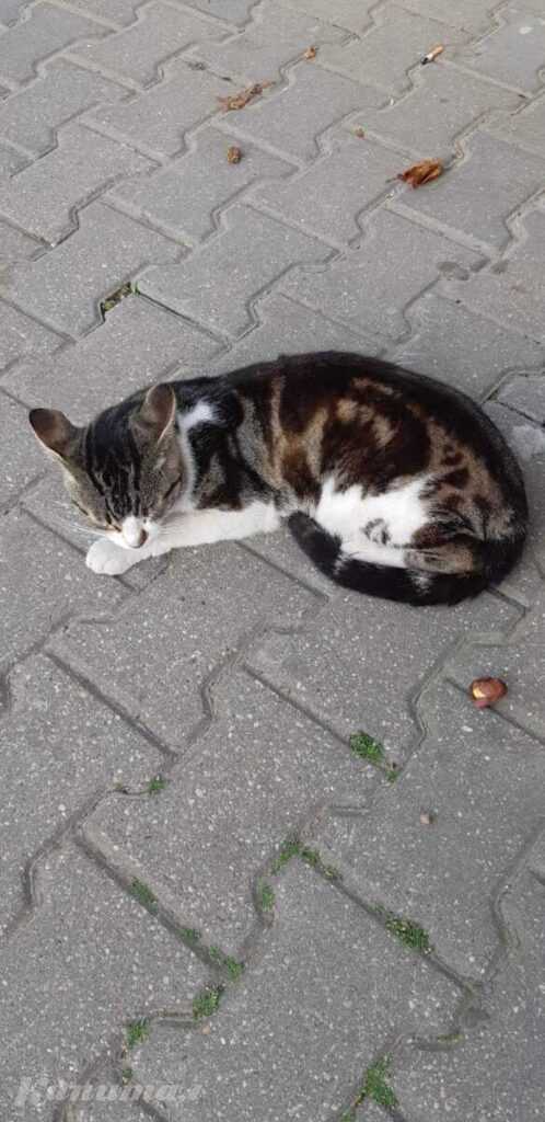 Потеряшка или нужен хозяин