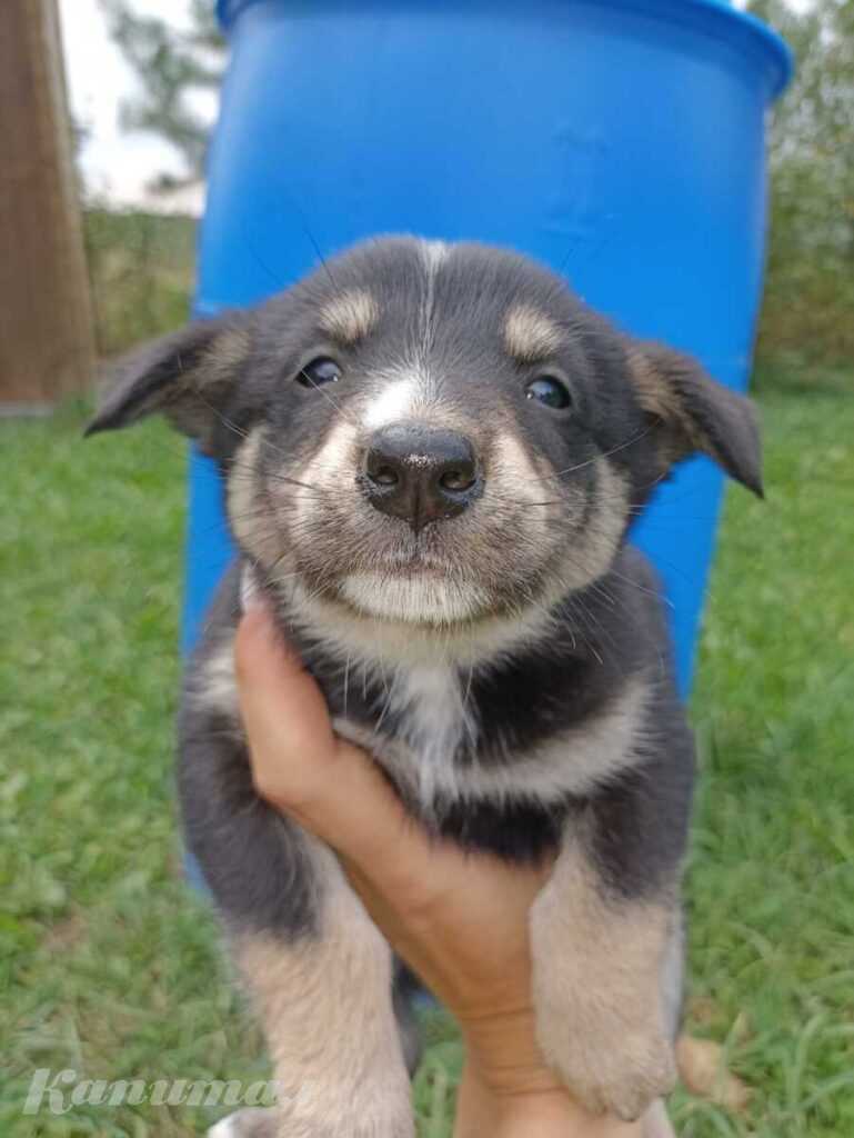 Щенки в дар