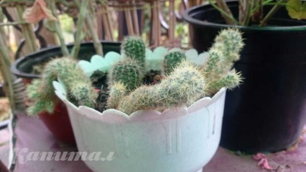 Кактус</a>
