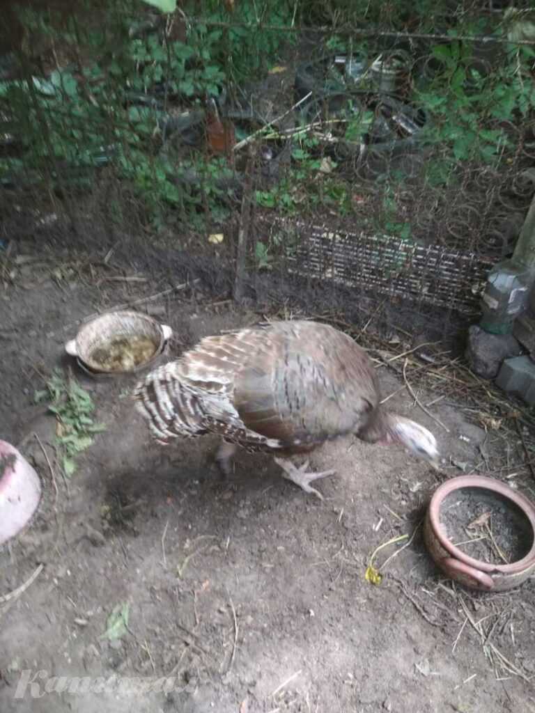 Индюшка, 2,5 года, ручная