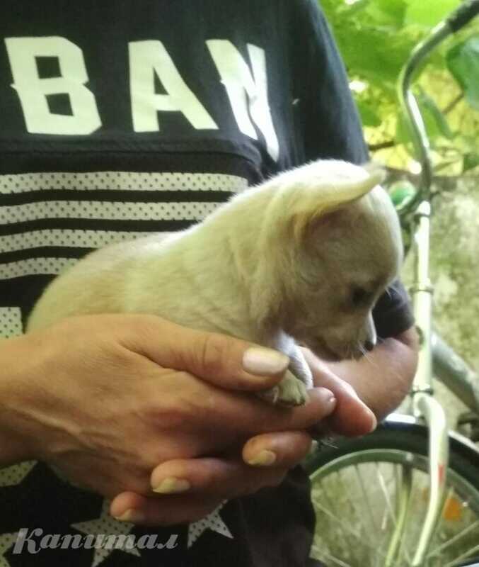 Щенок Чихуахуа