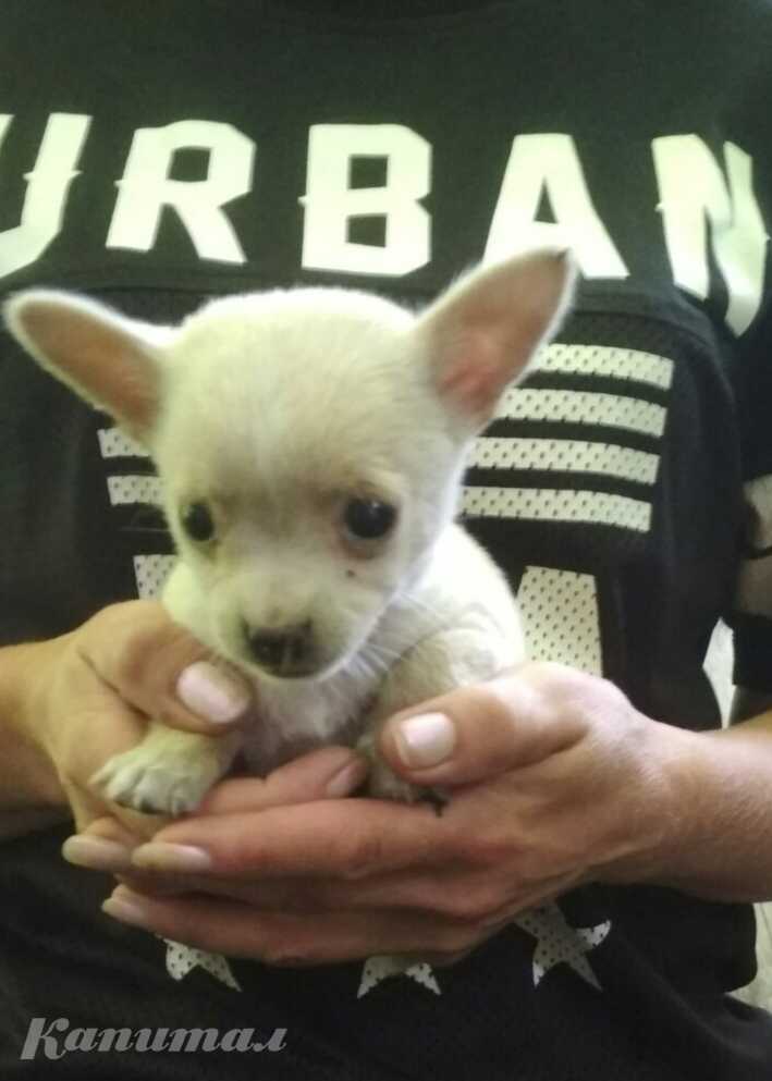 Щенок Чихуахуа, мальчик