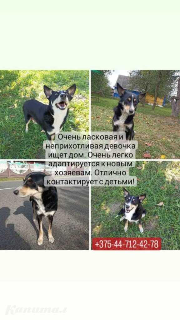 Молодая собака ищет дом