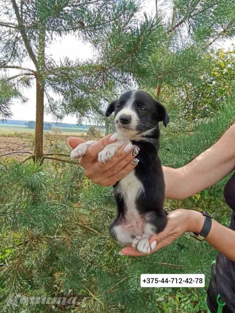 ЩЕНКИ ГОТОВЫ К ПЕРЕЕЗДУ