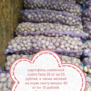 Картофель семенной</a>