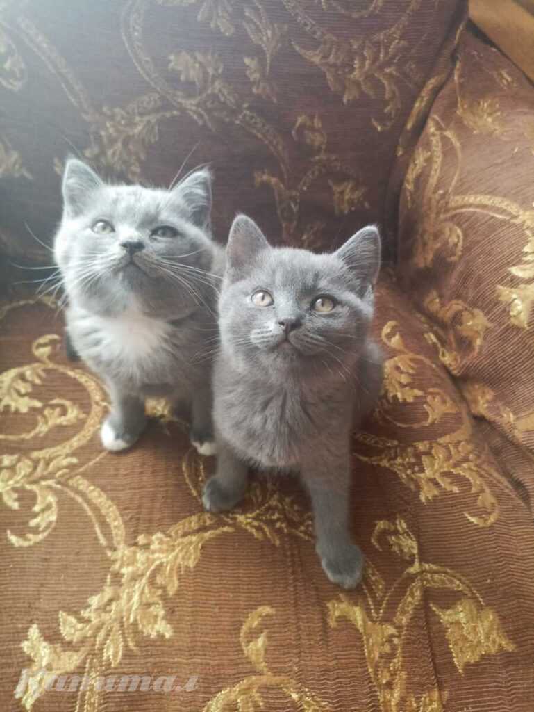 Британские котята