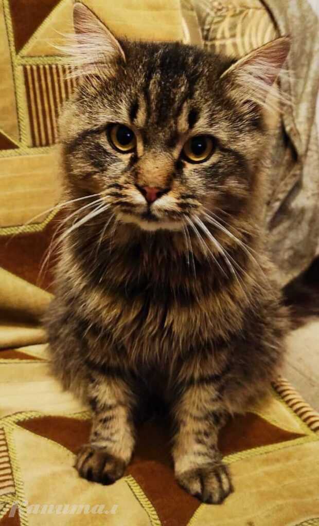 Куплю котёнка