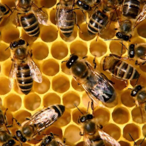 Пчёлы</a>