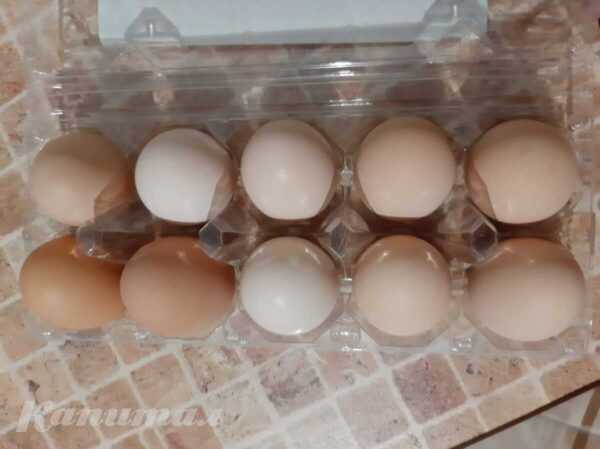 Куриные яйца</a>