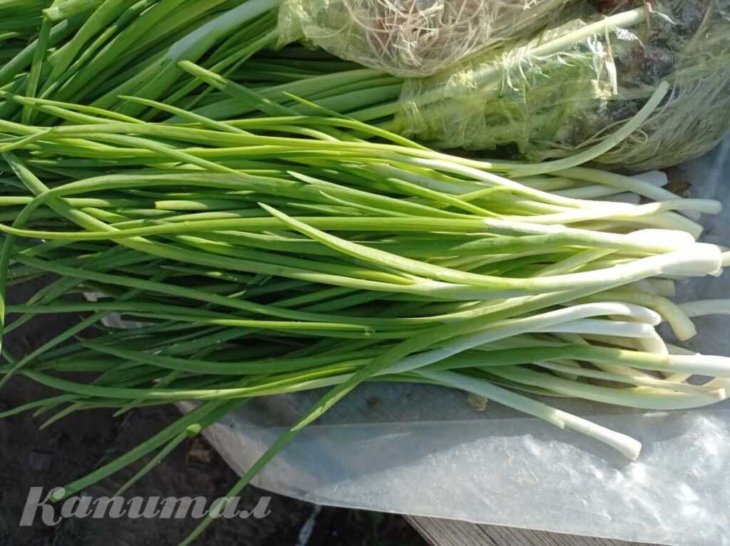 Лук зелёный