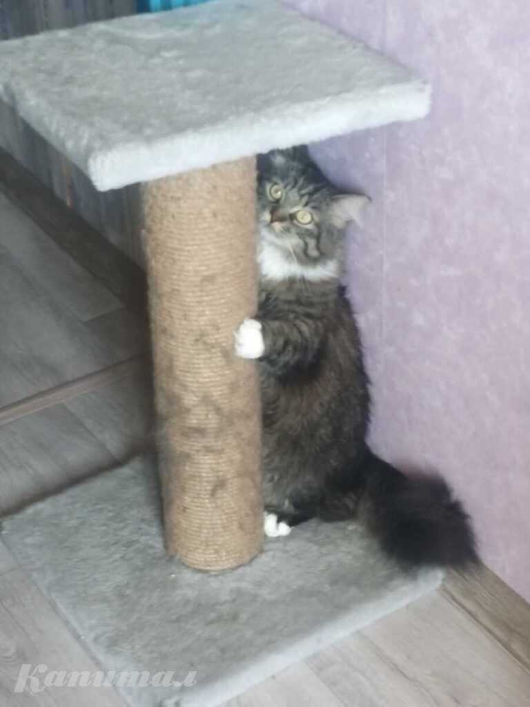 Потерялся кот. Нашедшему вознаграждение