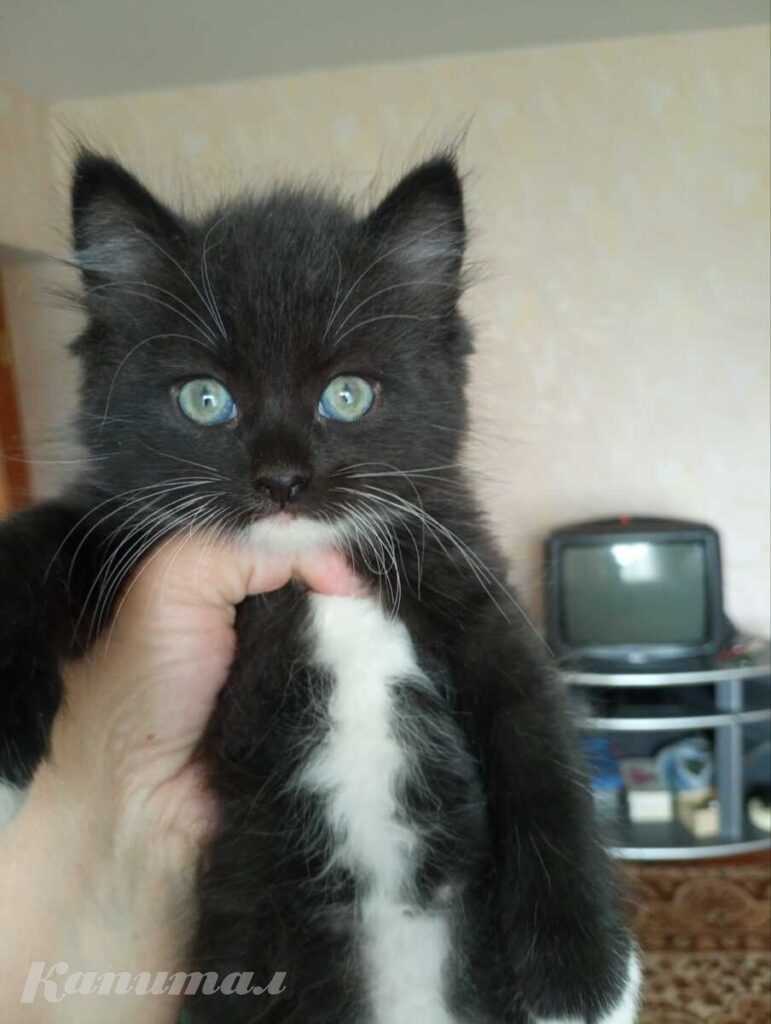 Котенок породистой кошки в добрые руки