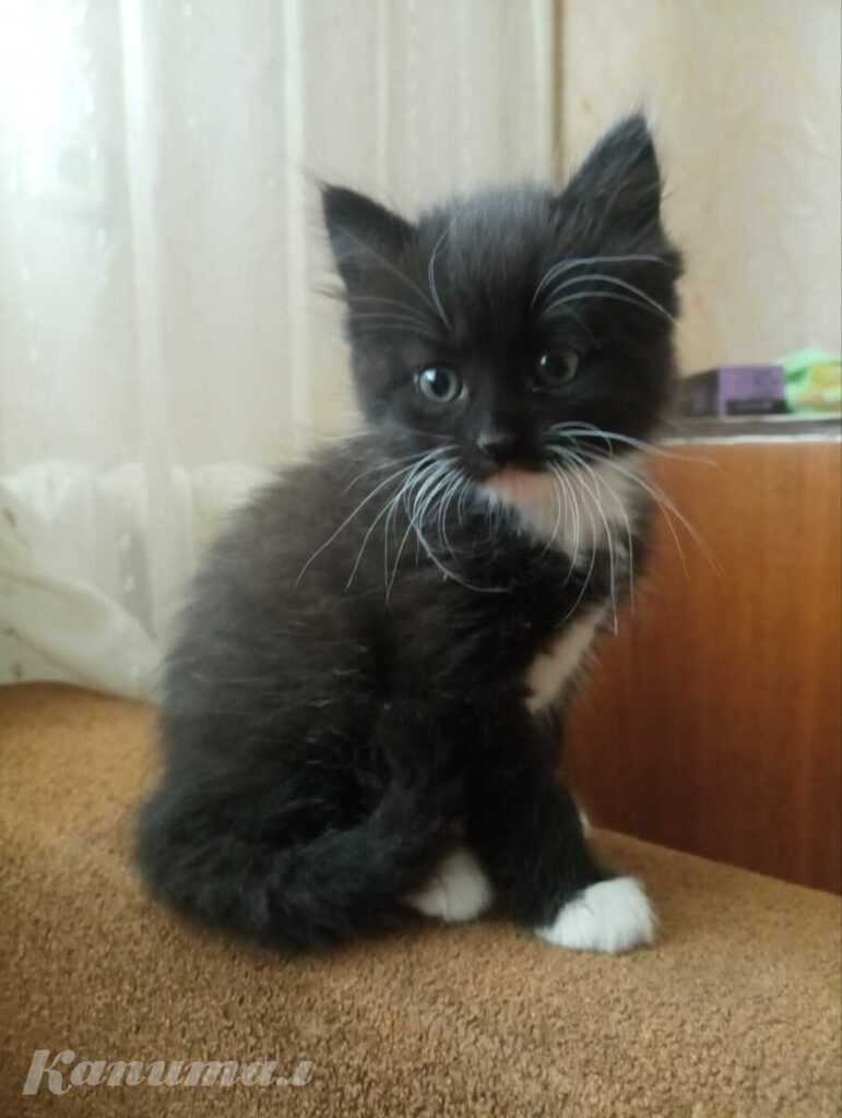 Котенок ищет маму))