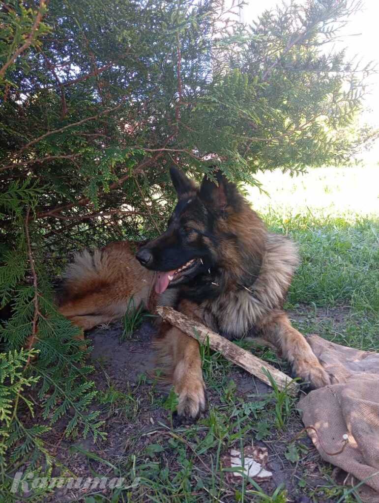 Вязка животных