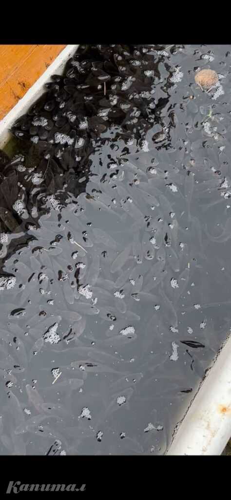 Продам живца