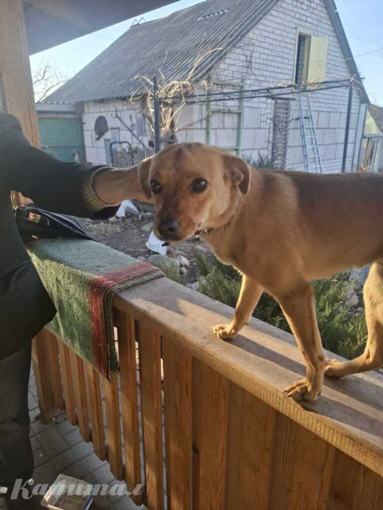 Отдам собаку в добрые руки