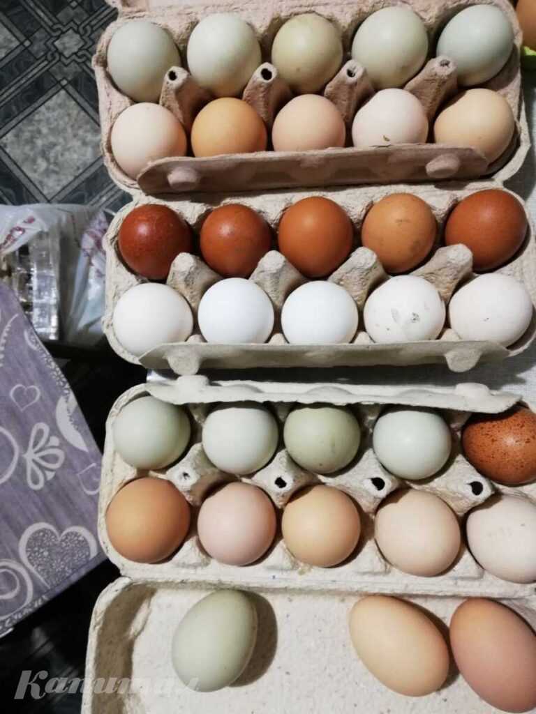 Яйцо домашних курочек