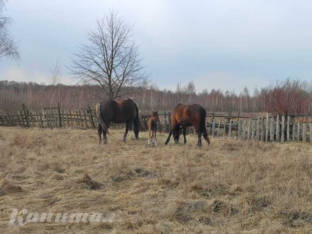 Лошади, жеребята,корова,козы и поросята