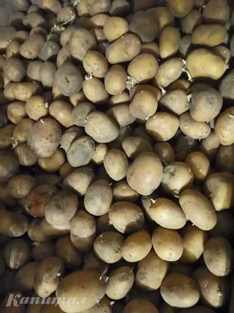 Картофель семенной