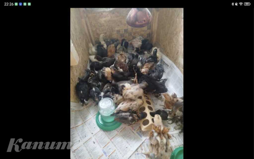 Продам цыплят