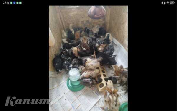 Продам цыплят</a>