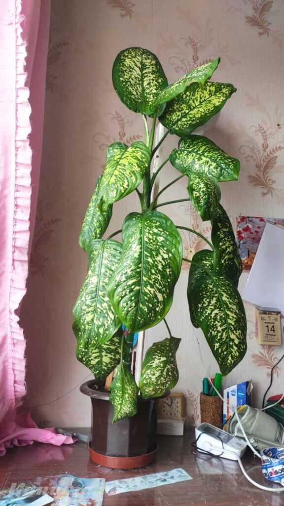 Комнатные растения ДАРОМ