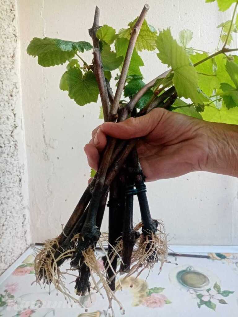Саженцы винограда