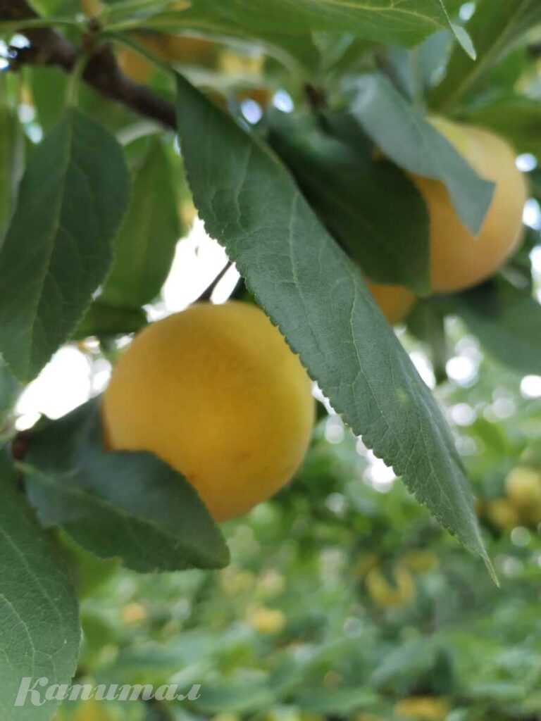 Крупная сладкая слива