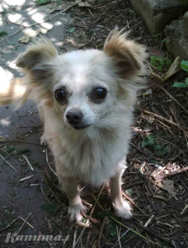 Пропала собака