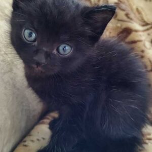 Даром котята,мальчики</a>