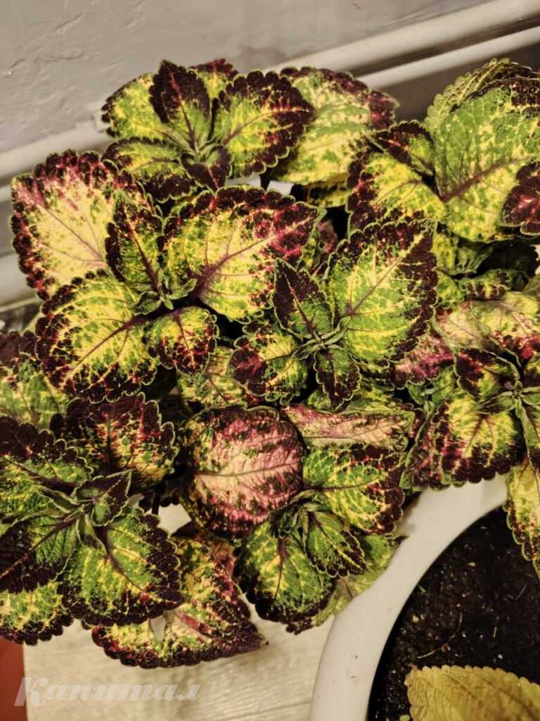 Продам колеусы разных расцветок