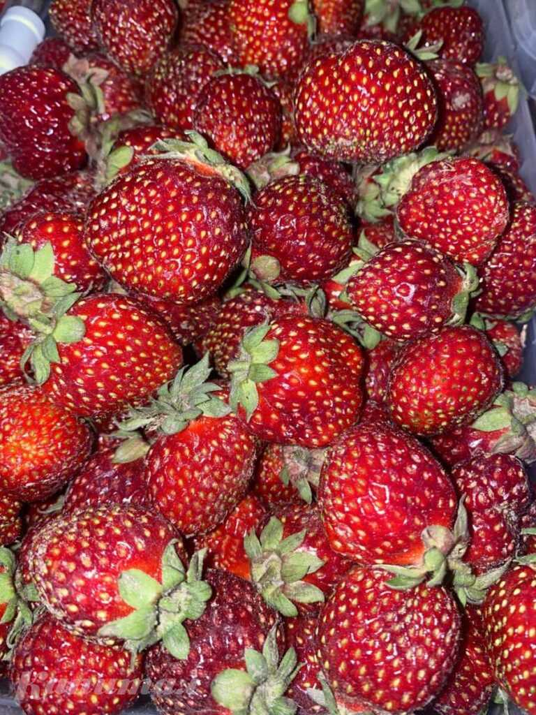 Клубника свежая