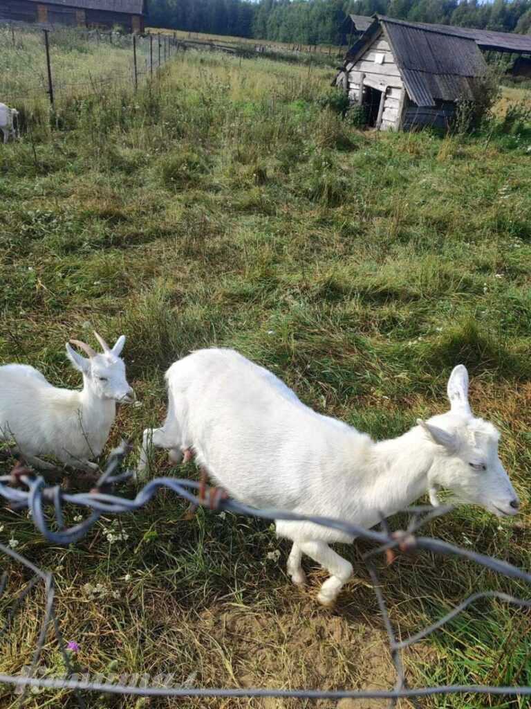Козы. Козлята. Козлы
