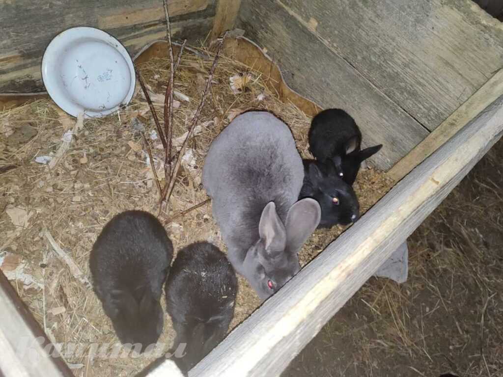Кролики молодняк и взрослые