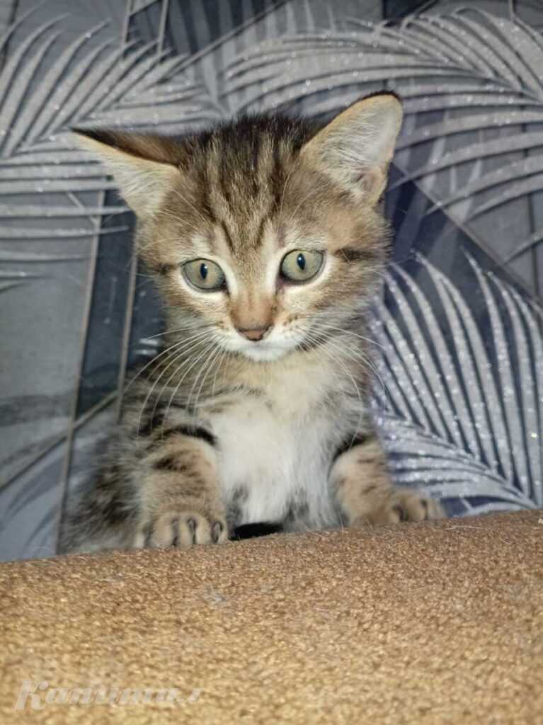 Отдам котят