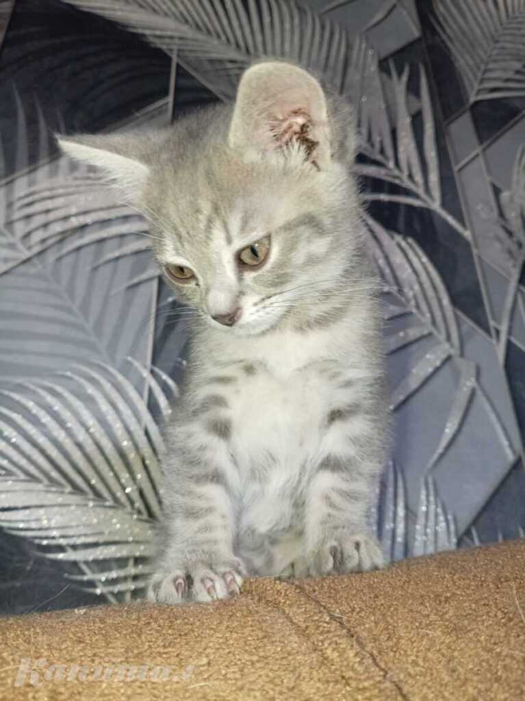 Отдам котят