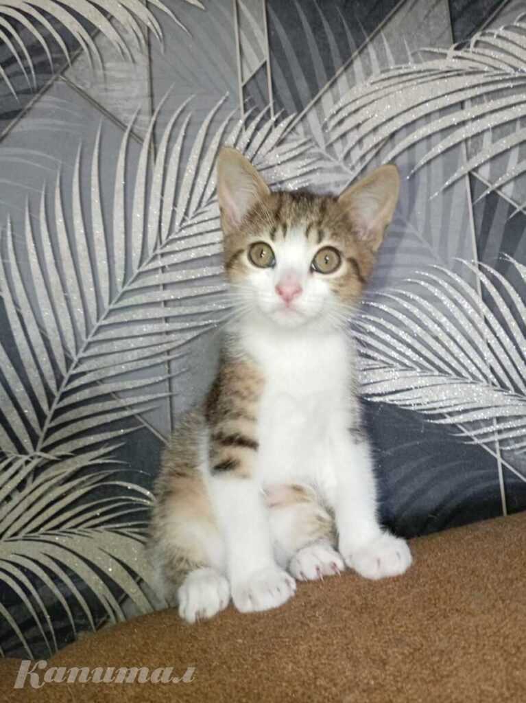 Отдам котят