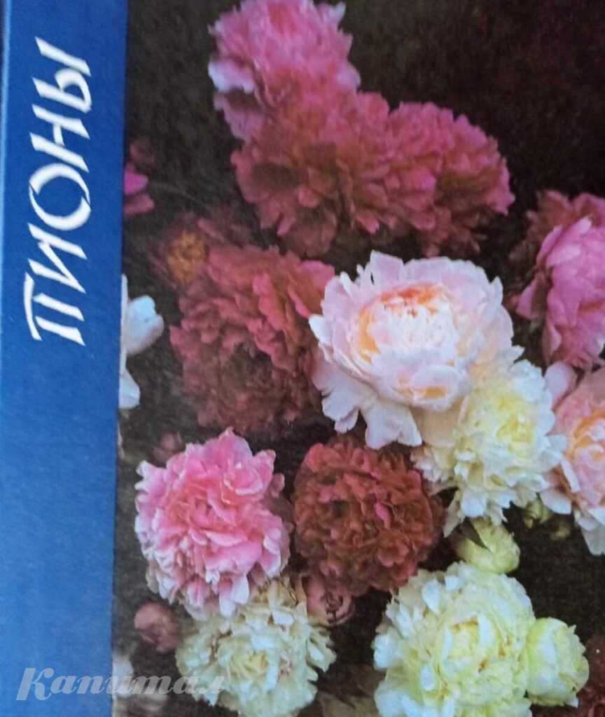 Пионы — Македонская Н. В.