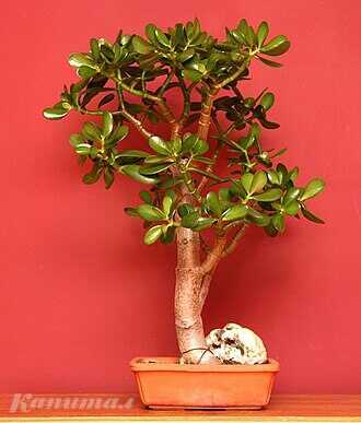 Денежное дерево (Толстянка яйцевидная)</a>