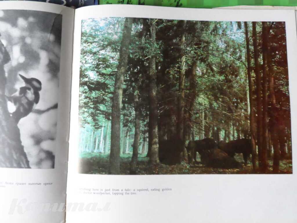 Альбом «Белавежская пушча»