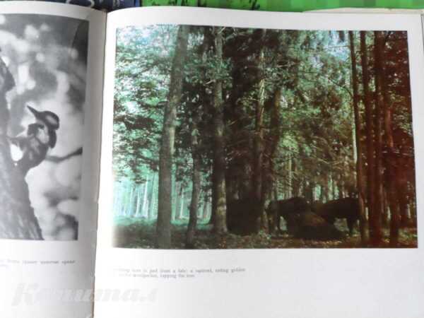 Альбом «Белавежская пушча»