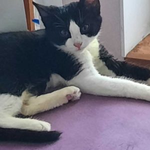 Котёнок в добрые руки.