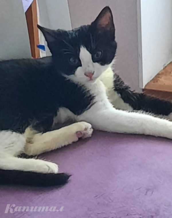 Котёнок в добрые руки.</a>