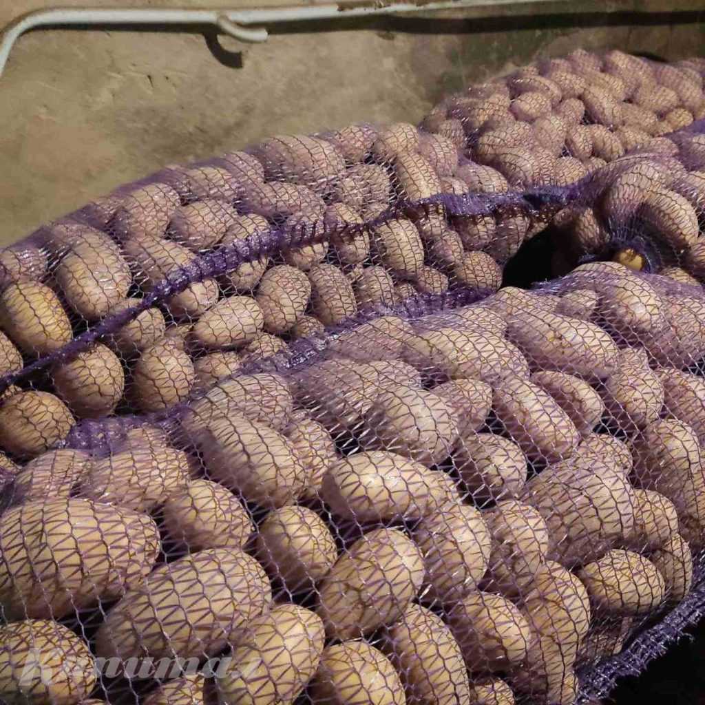 Крупный картофель Вега