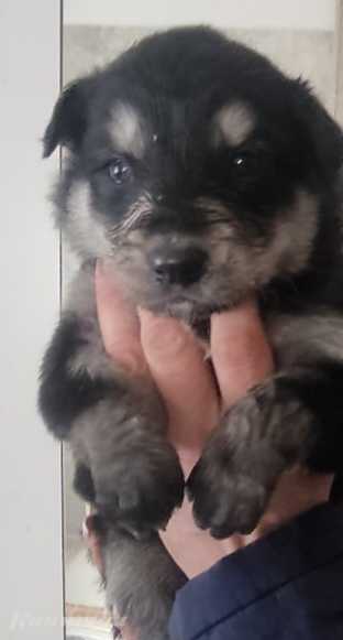 Отдам щенков бесплатно