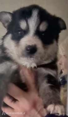 Отдам щенков бесплатно