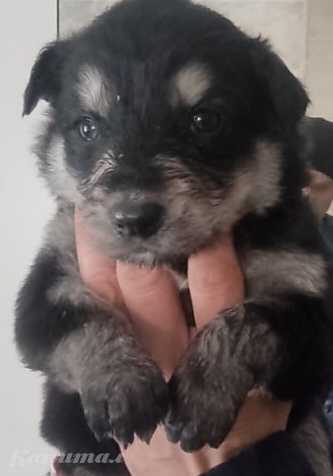 Отдам щенков бесплатно