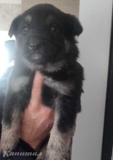 Отдам щенков бесплатно